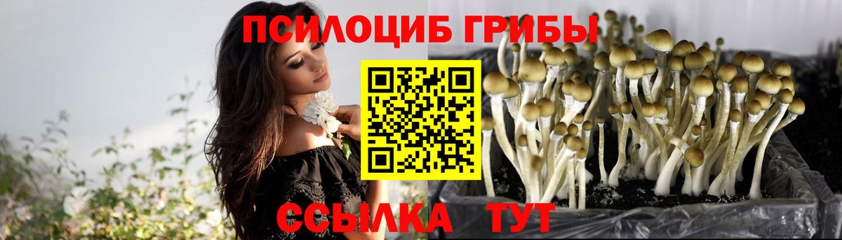 Псилоцибиновые грибы Cubensis Сальск